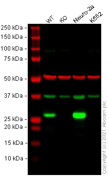 Western blot - Human SNAP25 knockout SH-SY5Y cell lysate (AB280100)