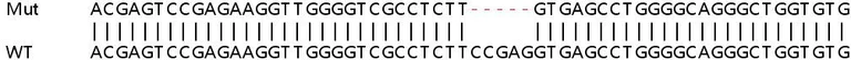 Sanger Sequencing - Human SNAP29 knockout HeLa cell lysate (AB257693)