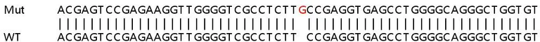 Sanger Sequencing - Human SNAP29 knockout HeLa cell lysate (AB257693)