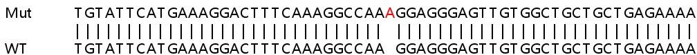 Sanger Sequencing - Human SNCA (Alpha-synuclein) knockout HEK-293T cell line (AB255433), expandable thumbnail