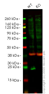 Western blot - Human SNCA (Alpha-synuclein) knockout HEK-293T cell line (AB255433), expandable thumbnail