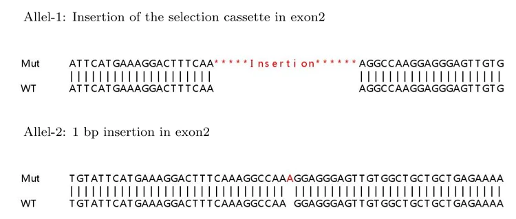 Sanger Sequencing - Human SNCA (Alpha-synuclein) knockout HEK-293T cell lysate (AB263769)