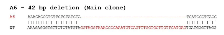 Sanger Sequencing - Human SNCA (Alpha-synuclein) knockout U-87 MG cell line (AB282333)