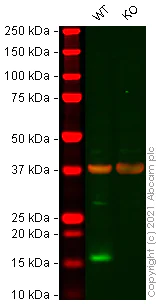 Western blot - Human SNCA (Alpha-synuclein) knockout U-87 MG cell line (AB282333)