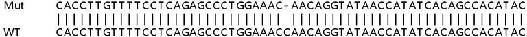 Sanger Sequencing - Human SNRK knockout HeLa cell line (AB265904)