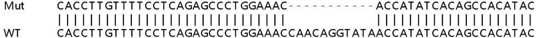 Sanger Sequencing - Human SNRK knockout HeLa cell line (AB265904)