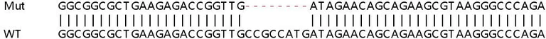 Sanger Sequencing - Human SNRNP40 knockout HEK-293T cell line (AB266207)