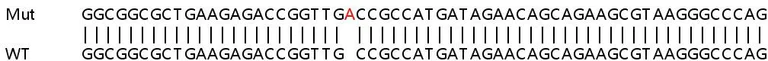 Sanger Sequencing - Human SNRNP40 knockout HEK-293T cell line (AB266207)