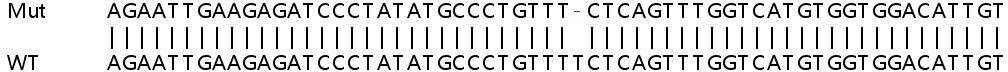 Sanger Sequencing - Human SNRPB2 knockout HeLa cell line (AB265100), expandable thumbnail