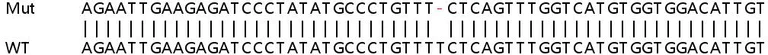 Sanger Sequencing - Human SNRPB2 knockout HeLa cell lysate (AB263360)