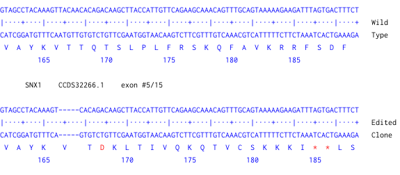 Next Generation Sequencing - Human SNX1 knockout HeLa cell line (AB273834), expandable thumbnail