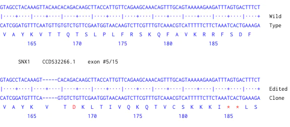 Next Generation Sequencing - Human SNX1 knockout HeLa cell line (AB273834)