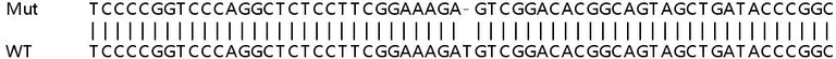 Sanger Sequencing - Human SNX12 knockout HeLa cell lysate (AB259147)