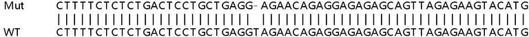 Sanger Sequencing - Human SNX17 knockout HeLa cell lysate (AB259148)