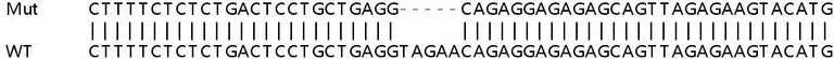 Sanger Sequencing - Human SNX17 knockout HeLa cell lysate (AB259148)