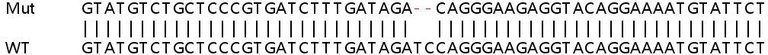 Sanger Sequencing - Human SNX2 knockout HeLa cell line (AB265908)