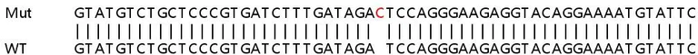 Sanger Sequencing - Human SNX2 knockout HeLa cell line (AB265908)