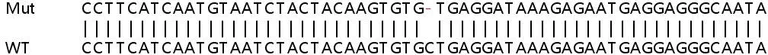 Sanger Sequencing - Human SOAT1 (ACAT1) knockout HeLa cell lysate (AB257695)