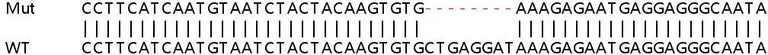 Sanger Sequencing - Human SOAT1 (ACAT1) knockout HeLa cell lysate (AB257695)