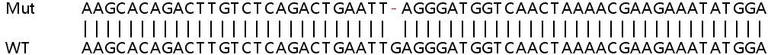 Sanger Sequencing - Human SOCS4 knockout HeLa cell line (AB265162)