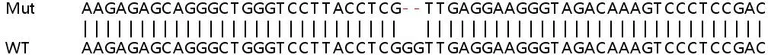 Sanger Sequencing - Human SORBS3 (Vinexin) knockout HEK-293T cell line (AB266454)