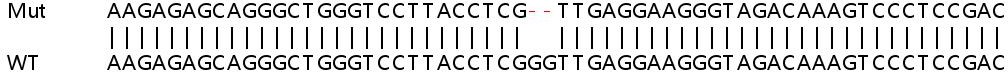 Sanger Sequencing - Human SORBS3 (Vinexin) knockout HEK-293T cell lysate (AB263361)