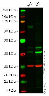 Western blot - Human SORT1 (Sortilin/NT3) knockout HeLa cell line (AB264772)