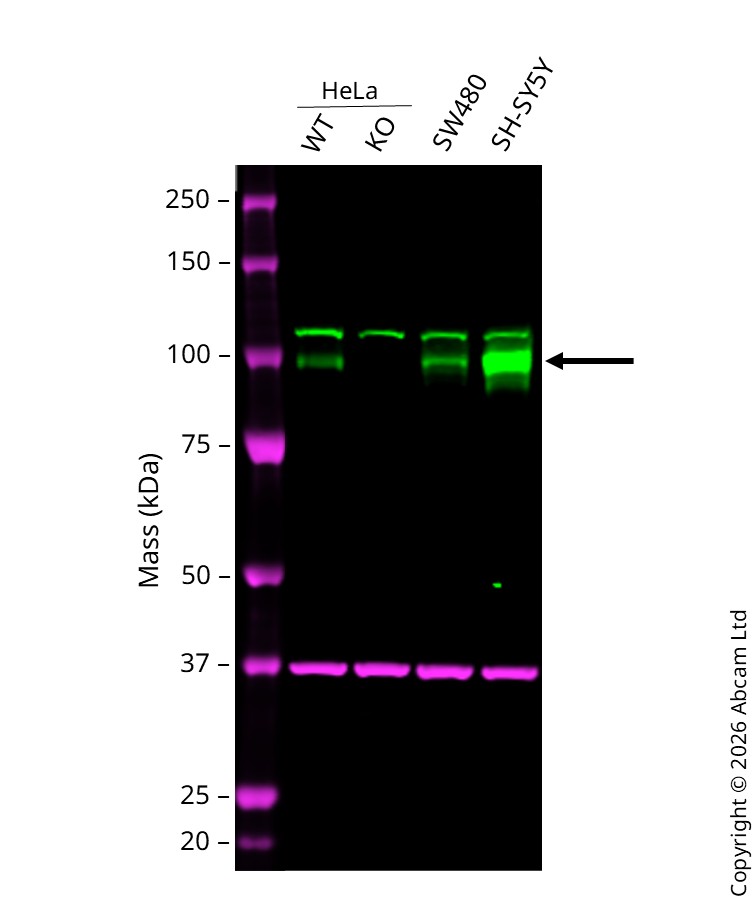 Western blot - Human SORT1 (Sortilin/NT3) knockout HeLa cell line (AB264772)