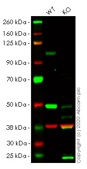 Human SORT1 (Sortilin/NT3) knockout HeLa cell line