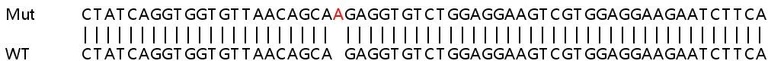 Sanger Sequencing - Human SORT1 (Sortilin/NT3) knockout HeLa cell lysate (AB257696)