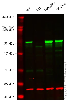 Western blot - Human SOS1 knockout A-431 cell line (AB276087)