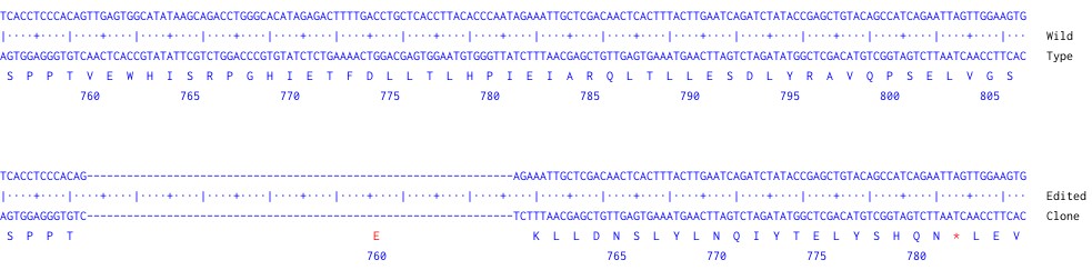 Human SOS1 knockout A549 cell line