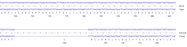 Humar Sos Human SOS1 knockout A549 cell line (ab286377) | Abcam