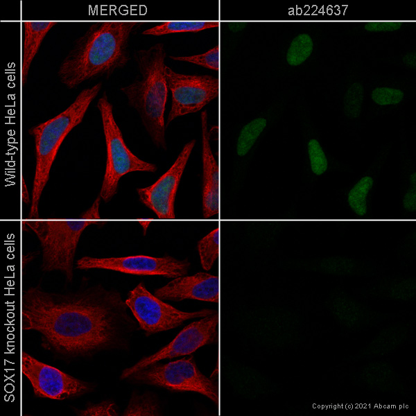 Immunocytochemistry/ Immunofluorescence - Human SOX17 knockout HeLa cell line (AB265744), expandable thumbnail