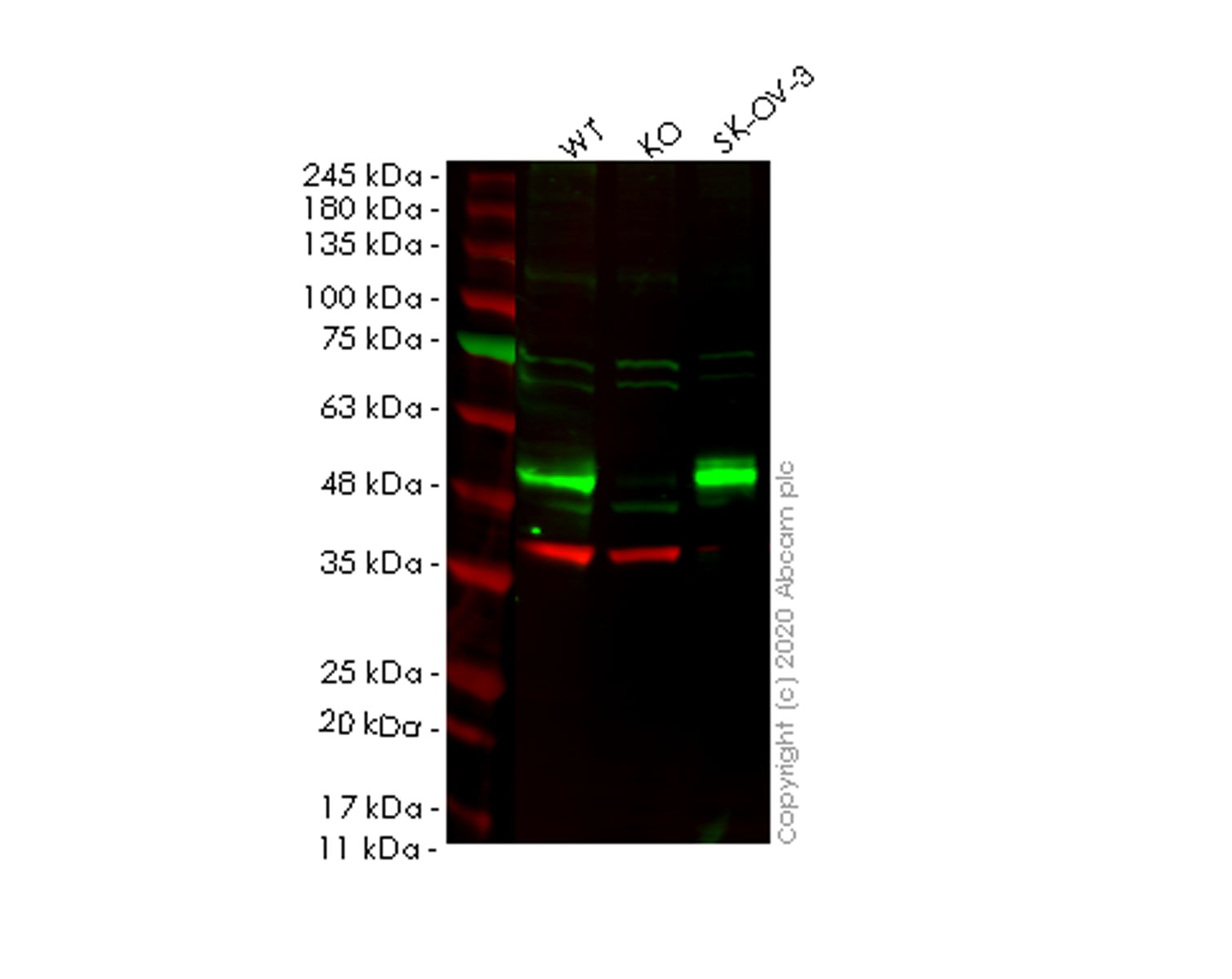 Western blot - Human SOX17 knockout HeLa cell line (AB265744), expandable thumbnail