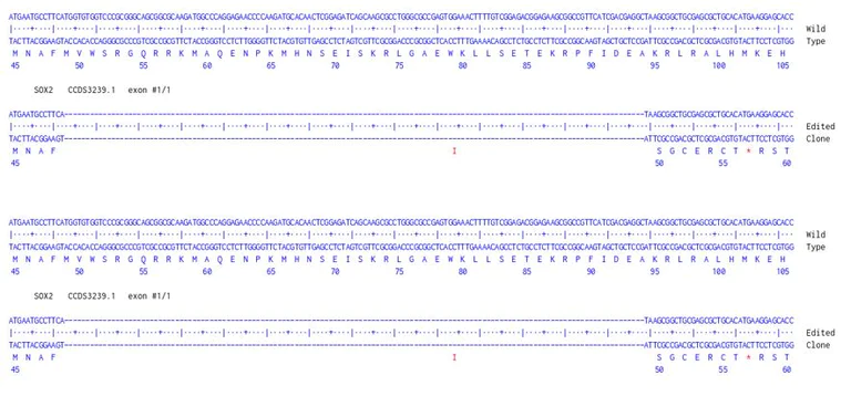 Next Generation Sequencing - Human SOX2 knockout A549 cell line (AB287769)