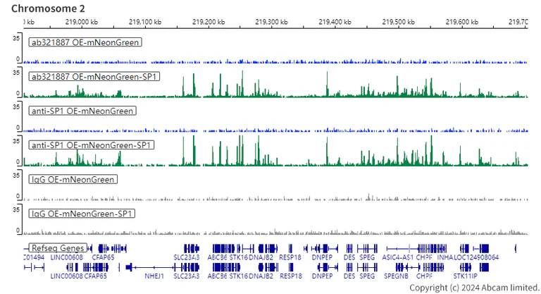 ChIC/CUT&RUN sequencing - Human SP1 knockout HeLa cell line (AB265519)