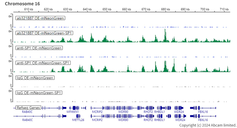 ChIC/CUT&RUN sequencing - Human SP1 knockout HeLa cell line (AB265519)