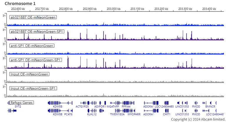 ChIP-sequencing - Human SP1 knockout HeLa cell line (AB265519)
