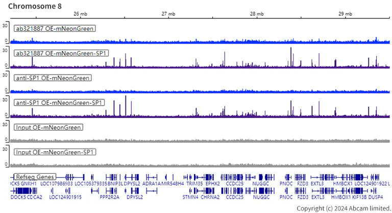 ChIP-sequencing - Human SP1 knockout HeLa cell line (AB265519)