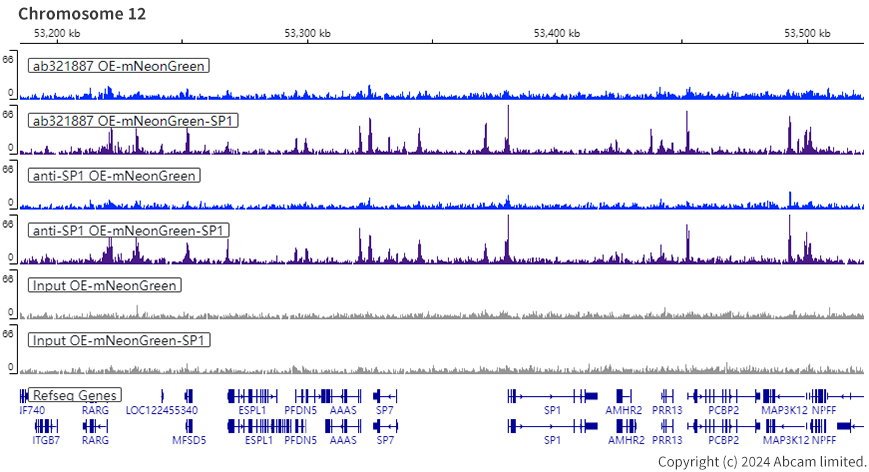 ChIP-sequencing - Human SP1 knockout HeLa cell line (AB265519)