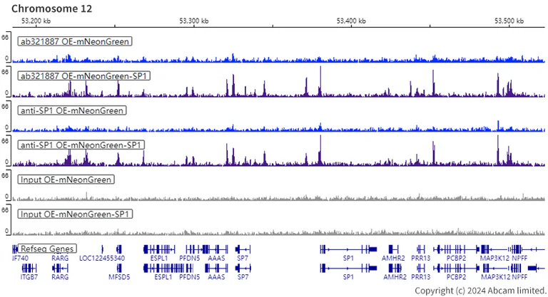 ChIP-sequencing - Human SP1 knockout HeLa cell line (AB265519)