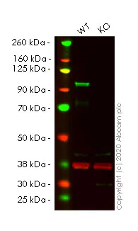 Western blot - Human SP1 knockout HeLa cell line (AB265519)