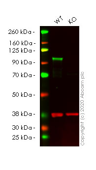 Western blot - Human SP1 knockout HeLa cell lysate (AB257698)