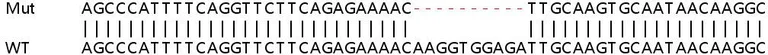 Sanger Sequencing - Human SP140 knockout A549 cell lysate (AB258695)