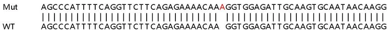 Sanger Sequencing - Human SP140 knockout A549 cell lysate (AB258696)