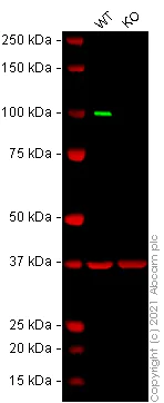 Western blot - Human SP3 knockout HCT116 cell line (AB266879)