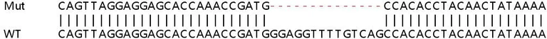 Sanger Sequencing - Human SP3 knockout HCT116 cell lysate (AB257700)