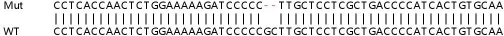 Sanger Sequencing - Human SPAG5 (Astrin/Deepest) knockout HEK-293T cell line (AB266536), expandable thumbnail
