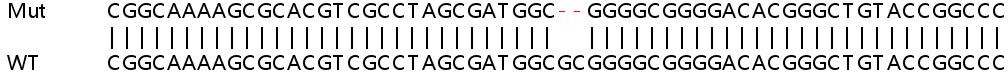 Sanger Sequencing - Human SPCS1 knockout HEK-293T cell line (AB266405), expandable thumbnail